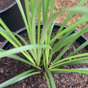 Photo of the plant species Super Blue Lilyturf by @RightlyTule53 named Rihanna on Greg, the plant care app