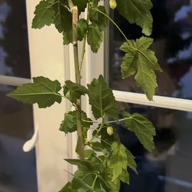 Photo of the plant species Pink Abutilon by @GratefulBalsam named Prince on Greg, the plant care app