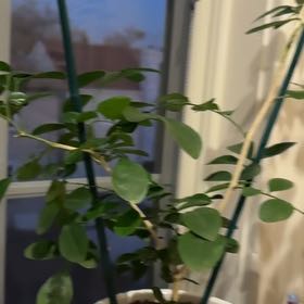 Photo of the plant species Variegated Orange Jasmine by @GratefulBalsam named Madonna on Greg, the plant care app