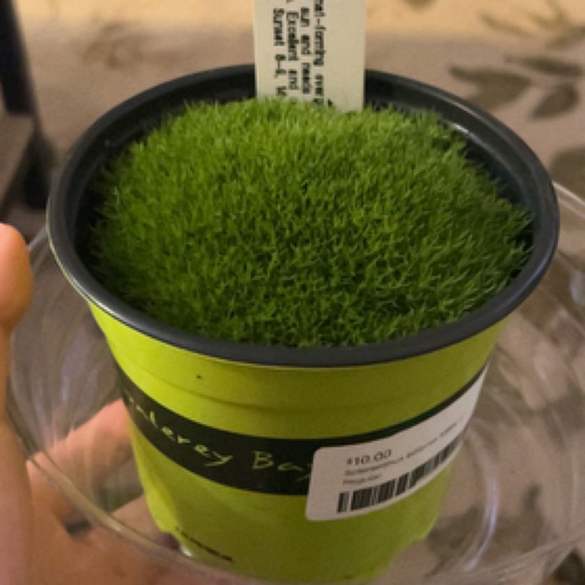 Photo of the plant species Australian Astroturf by @YeveTurkishsage named Lola on Greg, the plant care app
