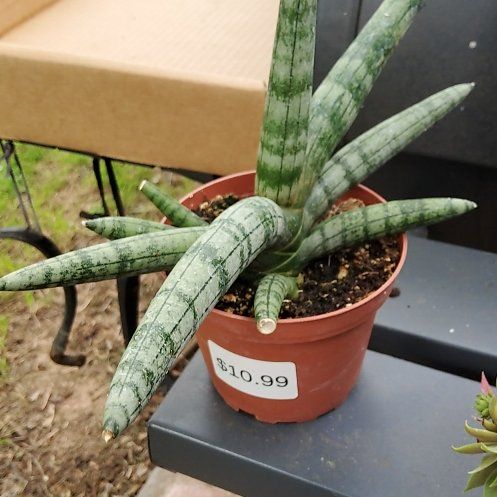 Photo of the plant species Variegated Starfish Snakeplant by @AlacritousBeech named Diana on Greg, the plant care app