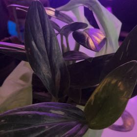 Photo of the plant species Five Holes Plant by @philove named Kylie jenner on Greg, the plant care app