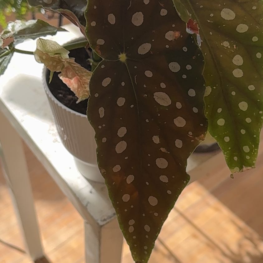 Photo of the plant species Polka Dot Begonia by @ImmenseDeerfern named Bodhi on Greg, the plant care app