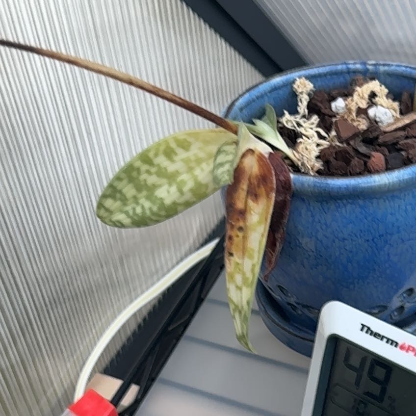 Photo of the plant species Slipper Orchid Pinochio Pink by @CunningSoursop named Maya on Greg, the plant care app