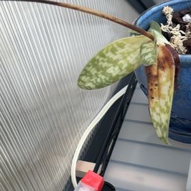 Photo of the plant species Phalaenopsis Bellina Orchid by @CunningSoursop named Curie on Greg, the plant care app