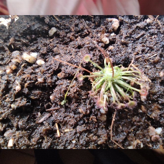 Photo of the plant species Pink Sundew by @SupernalSoybean named Gaga on Greg, the plant care app