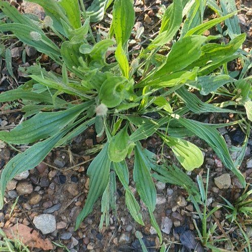 Photo of the plant species Hare-Foot Plantain by @UpbeatOrchids83 named Peter Parker on Greg, the plant care app