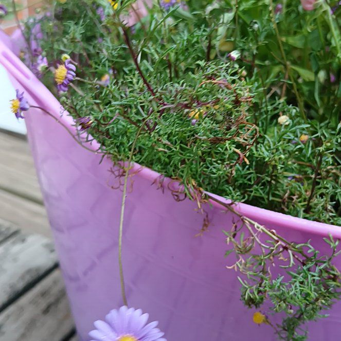 Photo of the plant species Hawkesbury Daisy by @SkillfulSedge named Harry on Greg, the plant care app