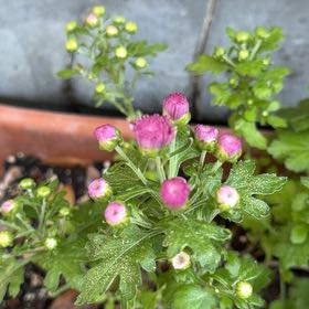 Photo of the plant species Feverfew by @KeyLippia77 named Robert Plant on Greg, the plant care app