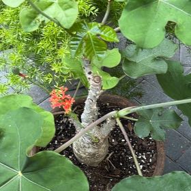 Photo of the plant species Buddha Belly Plant by @KeyLippia77 named Xena on Greg, the plant care app