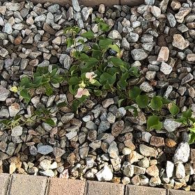 Photo of the plant species Bougainvillea Kini by @MusicalFord74 named Athena on Greg, the plant care app