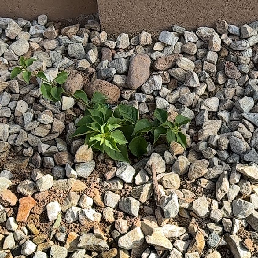 Photo of the plant species Bougainvillea Kini by @MusicalFord74 named Sanders on Greg, the plant care app