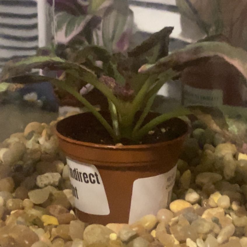 Photo of the plant species Episcia 'Cleopatra' by @QuietCacto4 named Figyonce on Greg, the plant care app