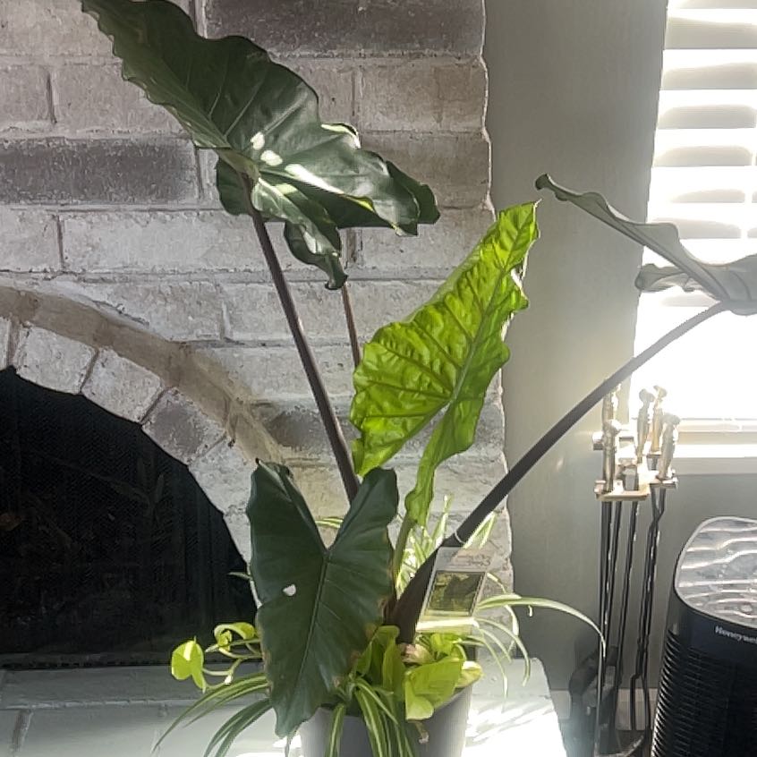 Photo of the plant species Alocasia 'Sumo' Elephant Ear by @WillMoutanpeony named Ulysses S Plant on Greg, the plant care app