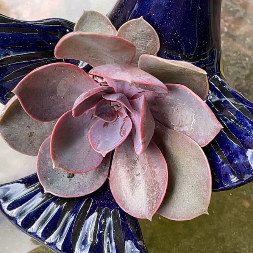 Photo of the plant species Purple Pearl by @SirCanaryspurge named Xena on Greg, the plant care app