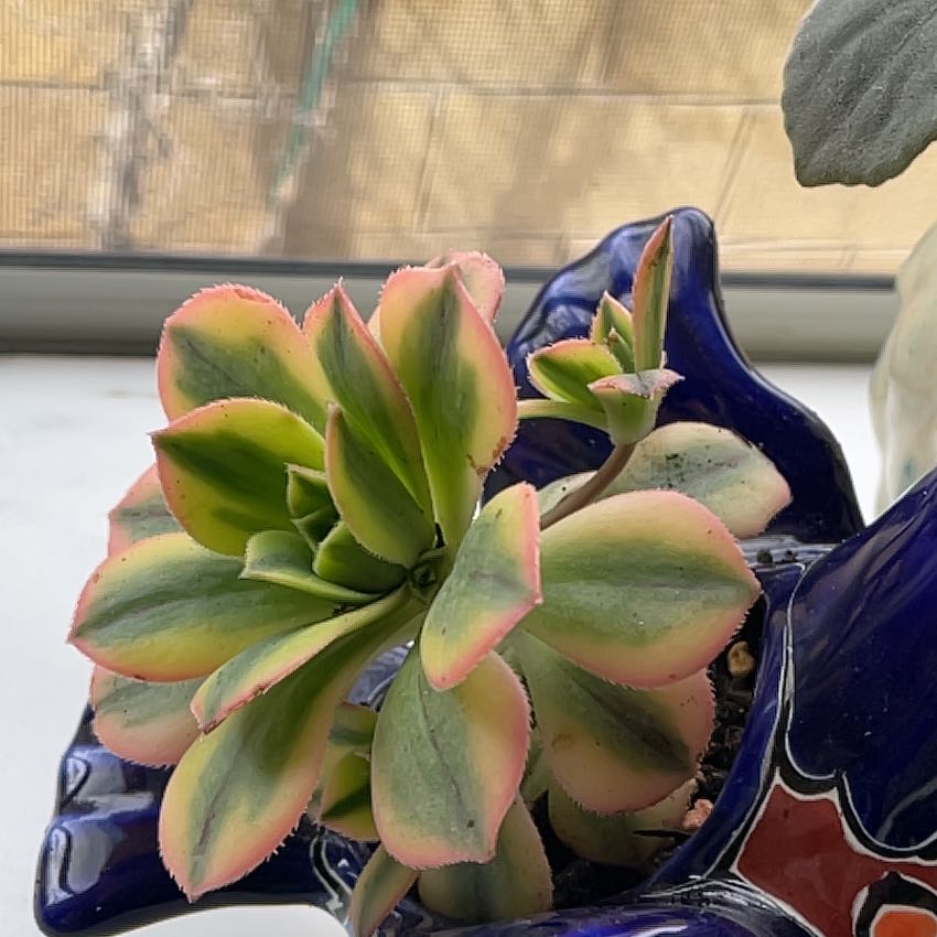 Photo of the plant species Aeonium 'Sunburst' by @SirCanaryspurge named Maya on Greg, the plant care app