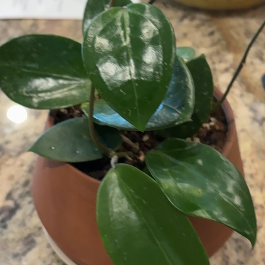 Photo of the plant species Hoya parasitica by @SirCanaryspurge named LiloStitch on Greg, the plant care app