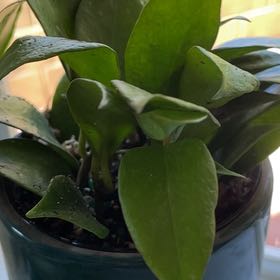 Photo of the plant species Hoya 'Sunrise' by @SirCanaryspurge named Helios on Greg, the plant care app