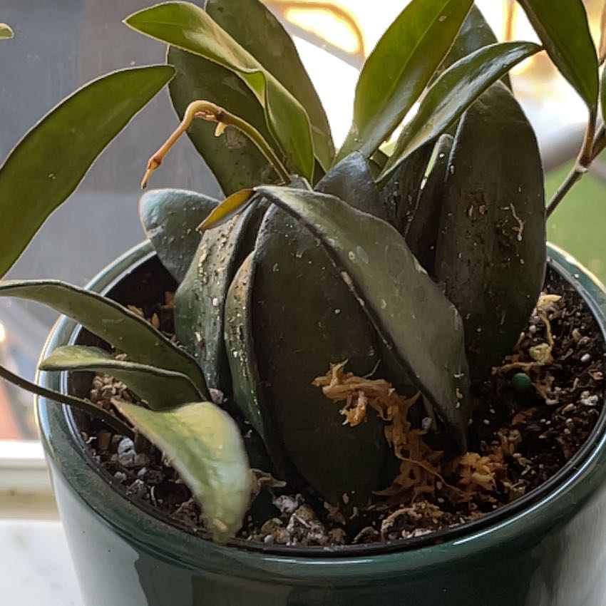Photo of the plant species Hoya rosita 'Adrift' by @SirCanaryspurge named Rosita on Greg, the plant care app