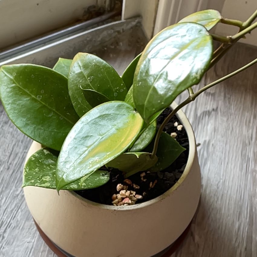 Photo of the plant species Hoya parasitica by @SirCanaryspurge named Apollo on Greg, the plant care app