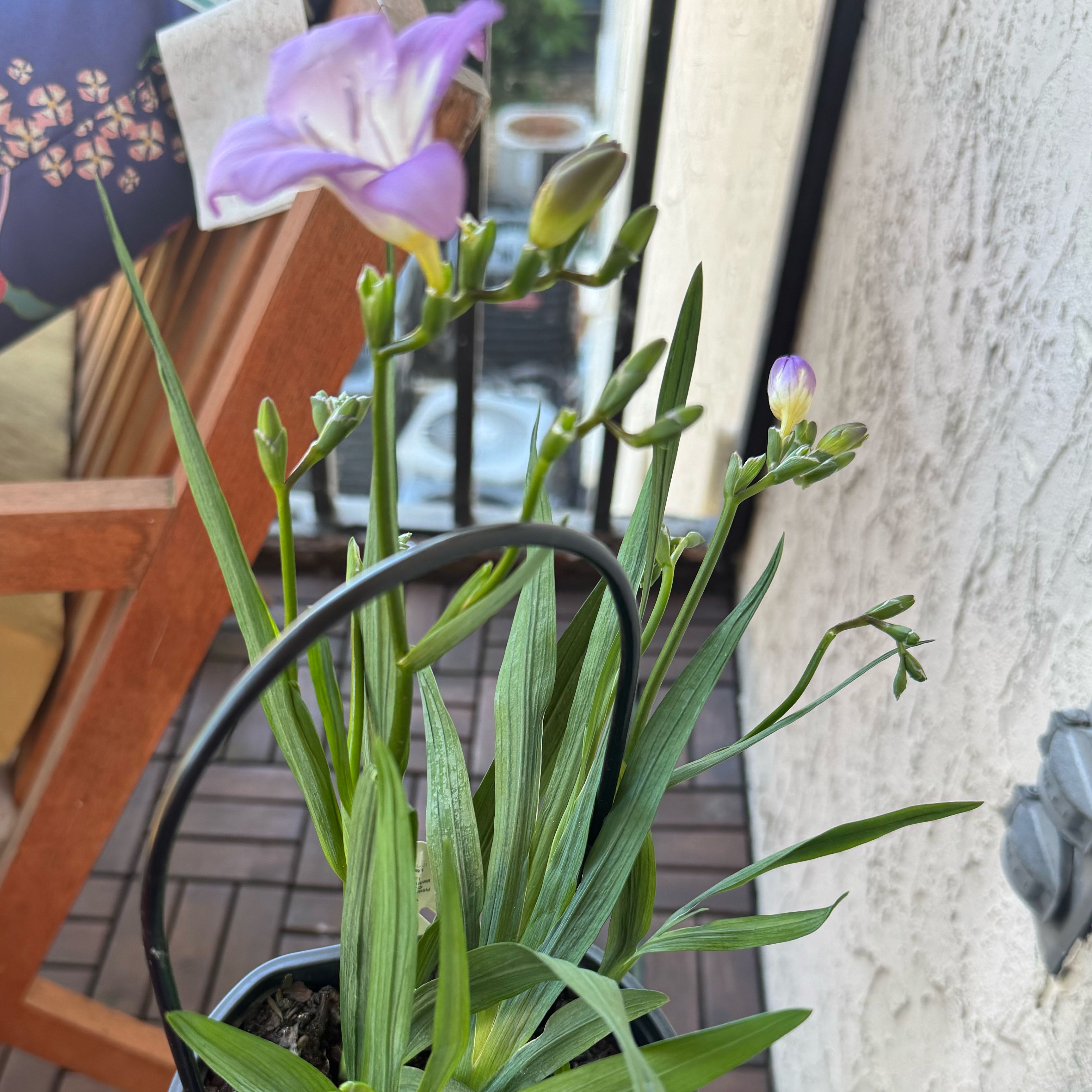 Photo of the plant species Common Freesia by @SeasonalMarimo named Marilyn on Greg, the plant care app