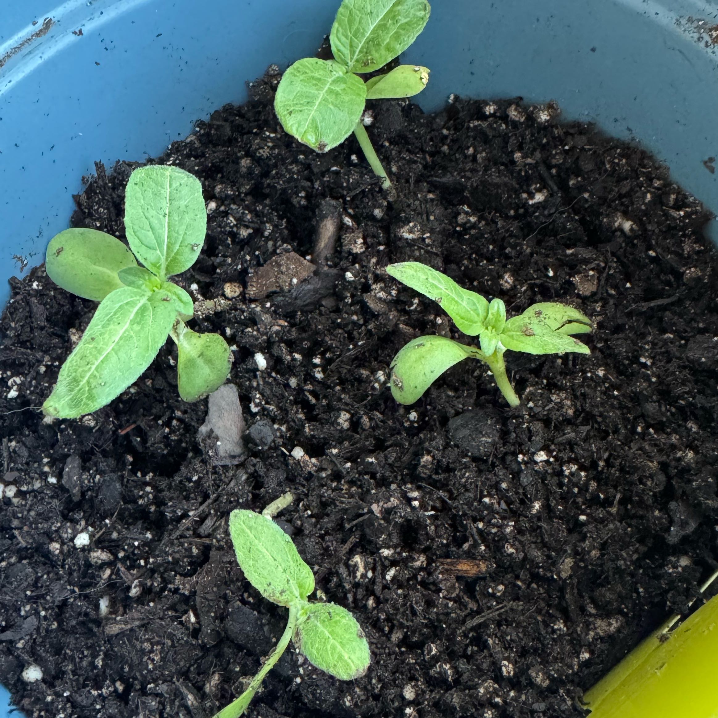 Photo of the plant species Sunny Sunflower by @SeasonalMarimo named Bigleef Smalls on Greg, the plant care app