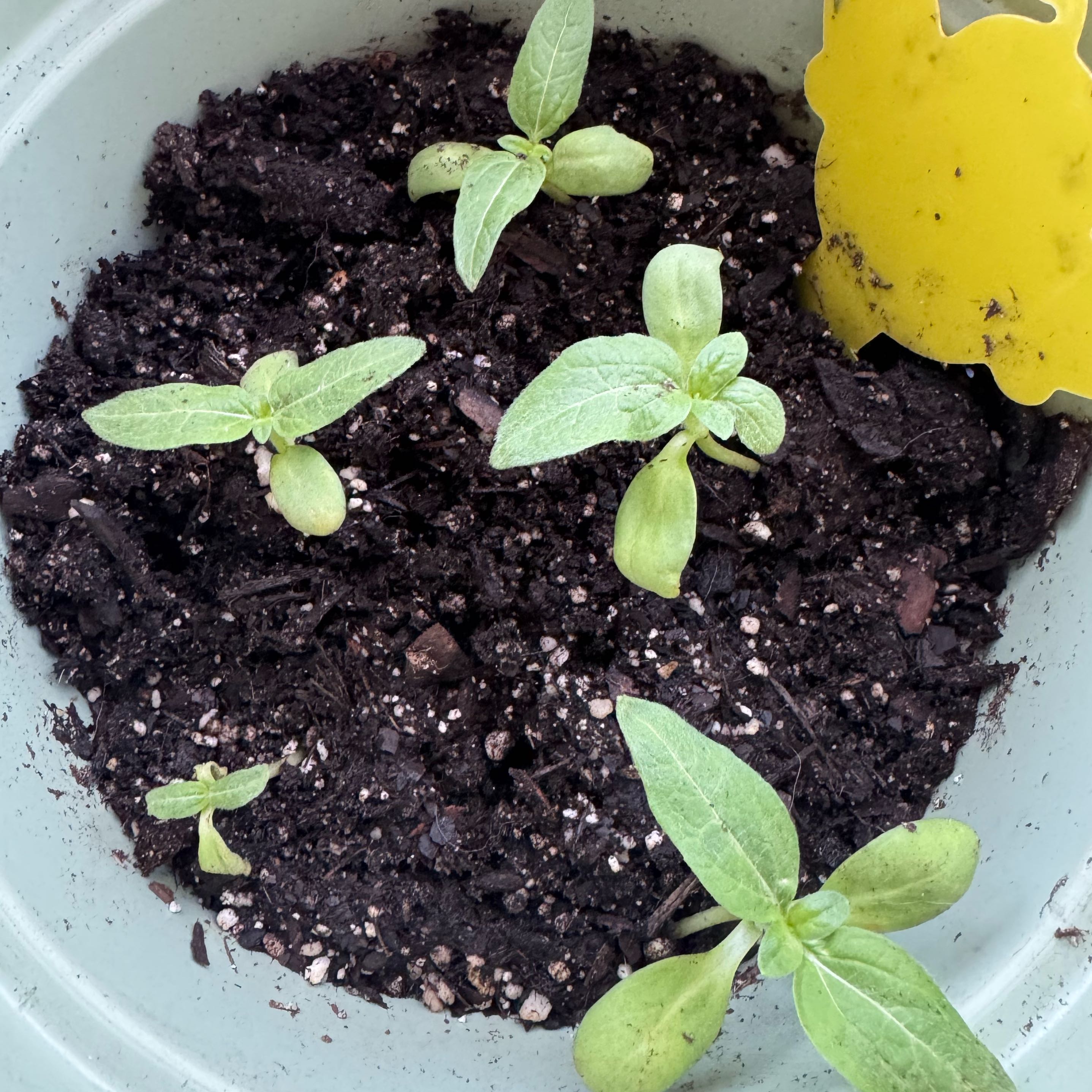 Photo of the plant species Sunny Sunflower by @SeasonalMarimo named Aristotle on Greg, the plant care app