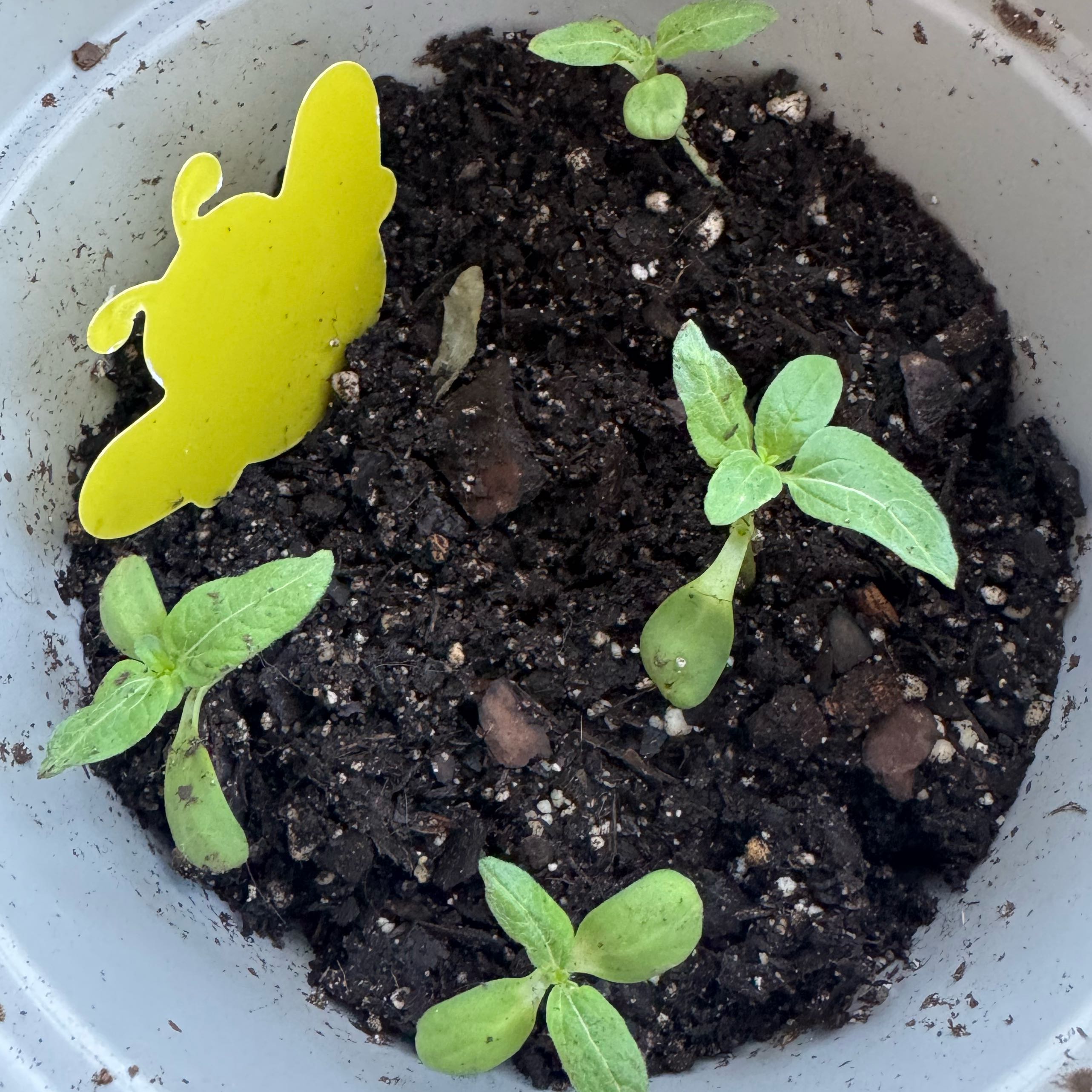 Photo of the plant species Sunny Sunflower by @SeasonalMarimo named Emerson on Greg, the plant care app