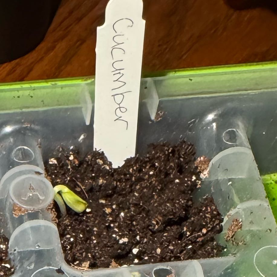 Photo of the plant species Bush Champion Cucumber by @SeasonalMarimo named Pickle on Greg, the plant care app