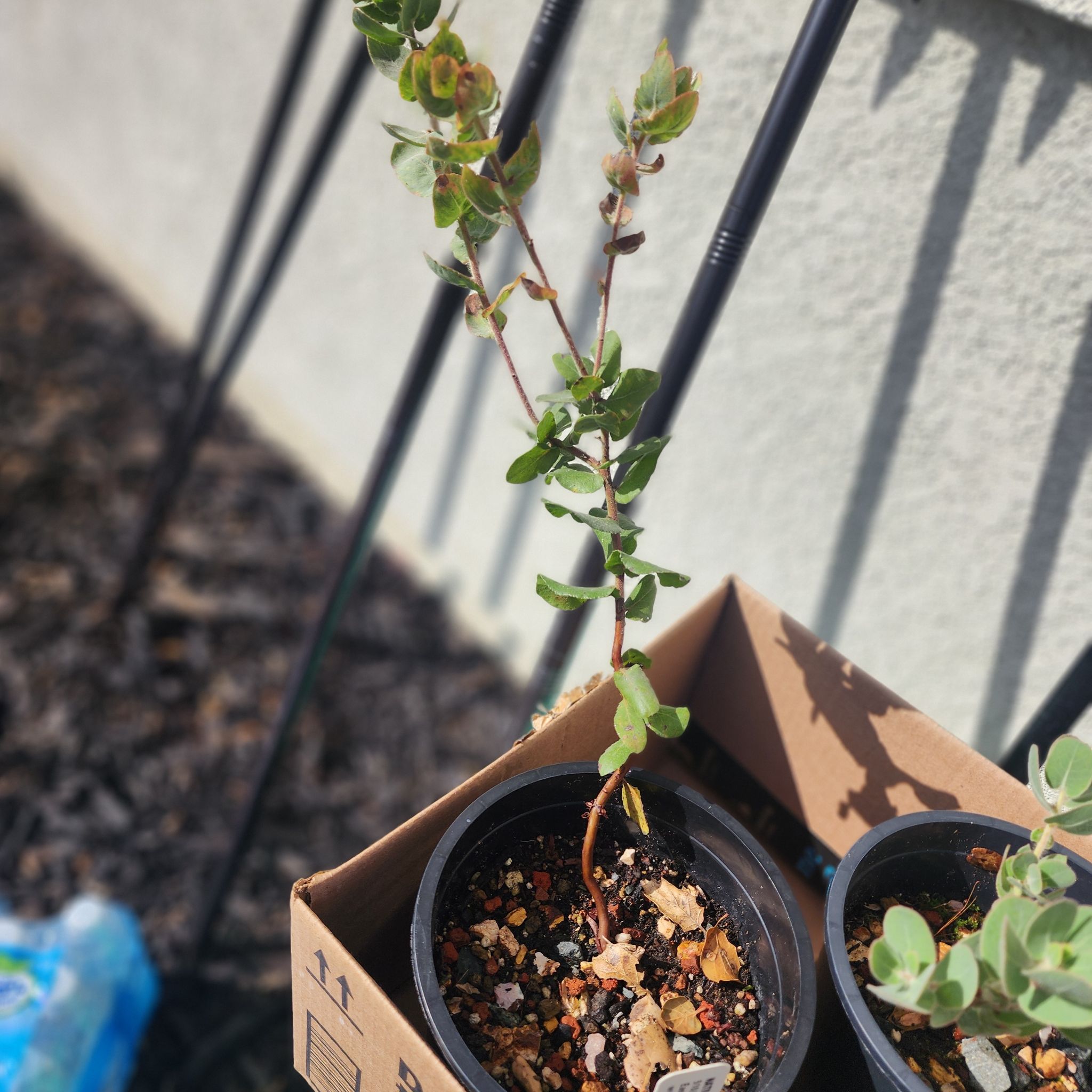 Photo of the plant species Mount Diablo Manzanita by @FastSnowflower named Dax on Greg, the plant care app