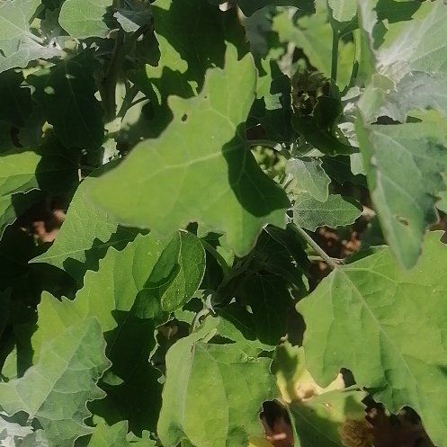 Photo of the plant species Garden Orache by @SociableCooperi named Fernie Saunders on Greg, the plant care app