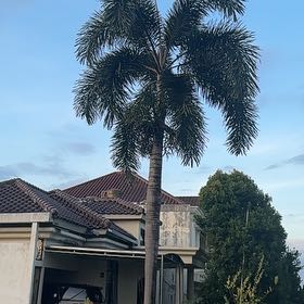 Photo of the plant species Roystonea Regia by @IconNeonpothos named Daphne on Greg, the plant care app
