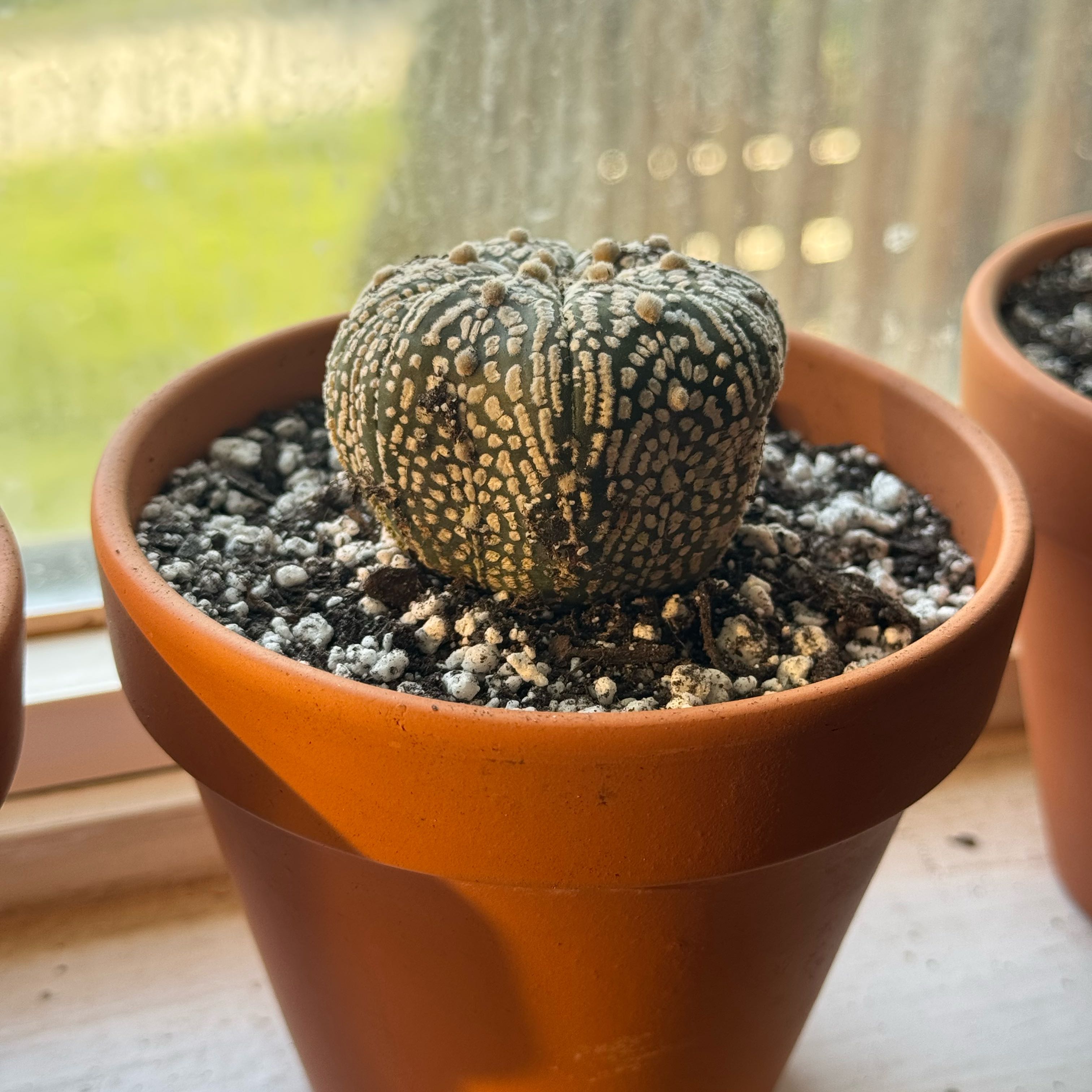 Photo of the plant species Astrophytum by @PoshTunicflower named Stella on Greg, the plant care app