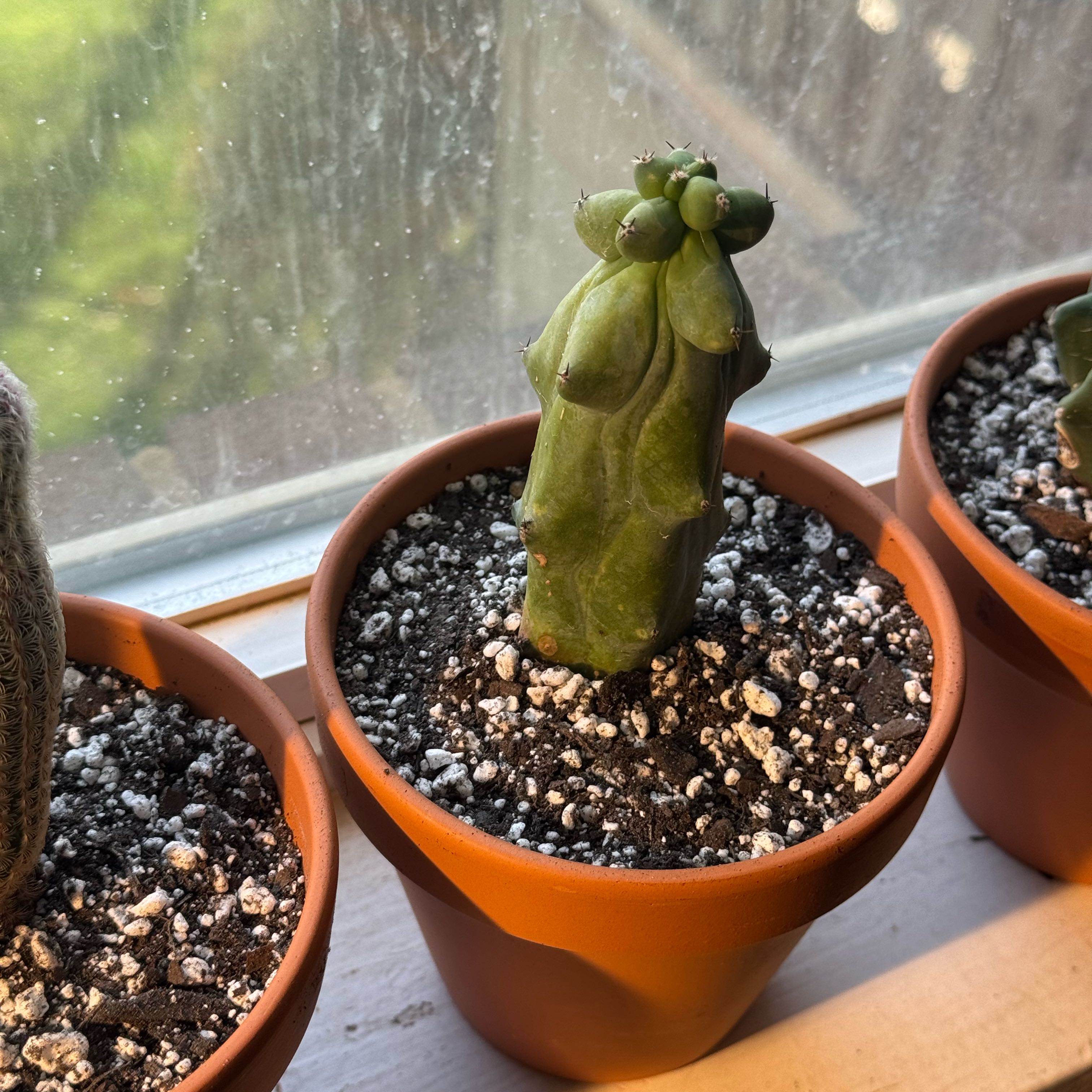 Photo of the plant species Boobie cactus by @PoshTunicflower named Planty on Greg, the plant care app