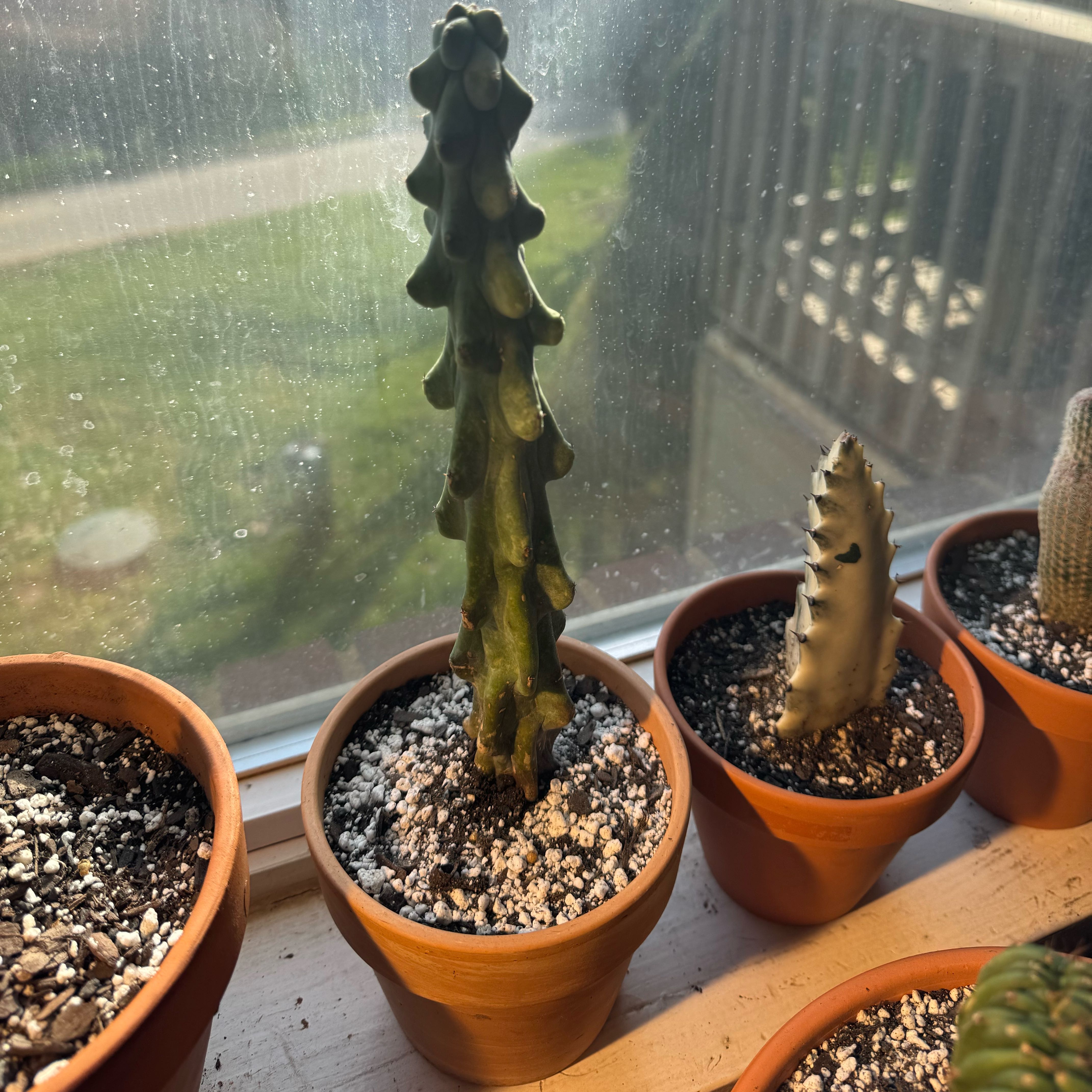 Photo of the plant species Boobie cactus by @PoshTunicflower named Treeyoncé on Greg, the plant care app