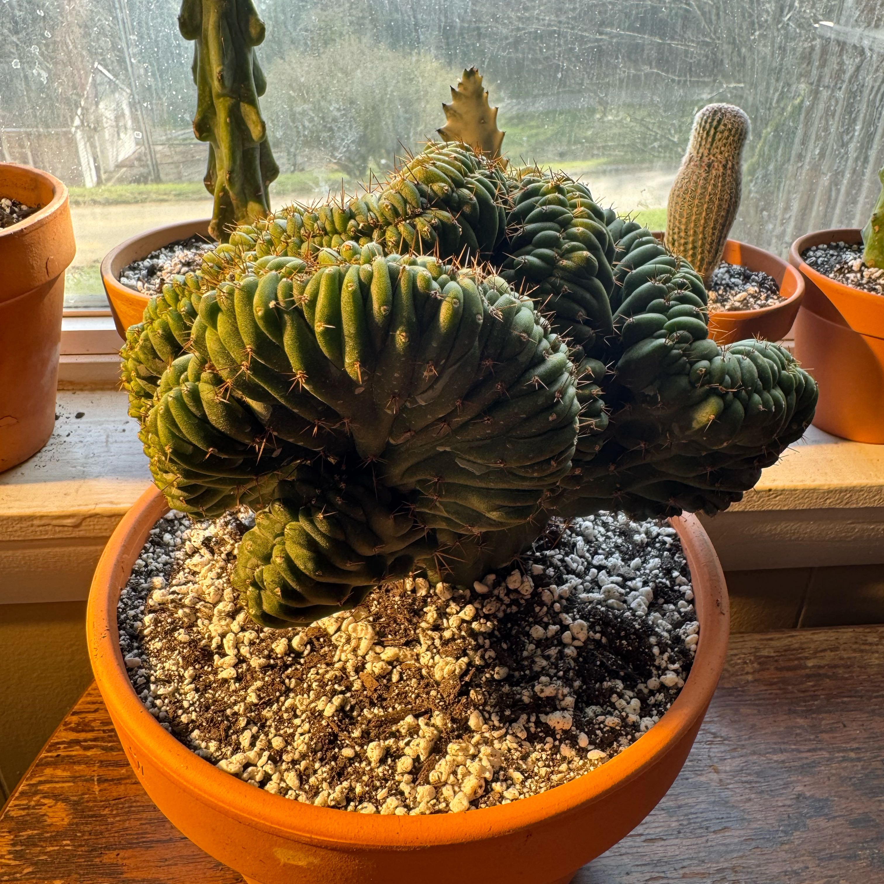 Photo of the plant species Crested San Pedro by @PoshTunicflower named Wall-E on Greg, the plant care app