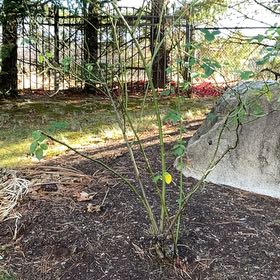 Photo of the plant species Red Huckleberry by @KeyRedlog29 named Luna on Greg, the plant care app