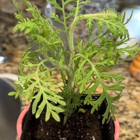 Photo of the plant species Lavender 'Spanish Eyes' by @NiftySalal95 named da Vinci on Greg, the plant care app