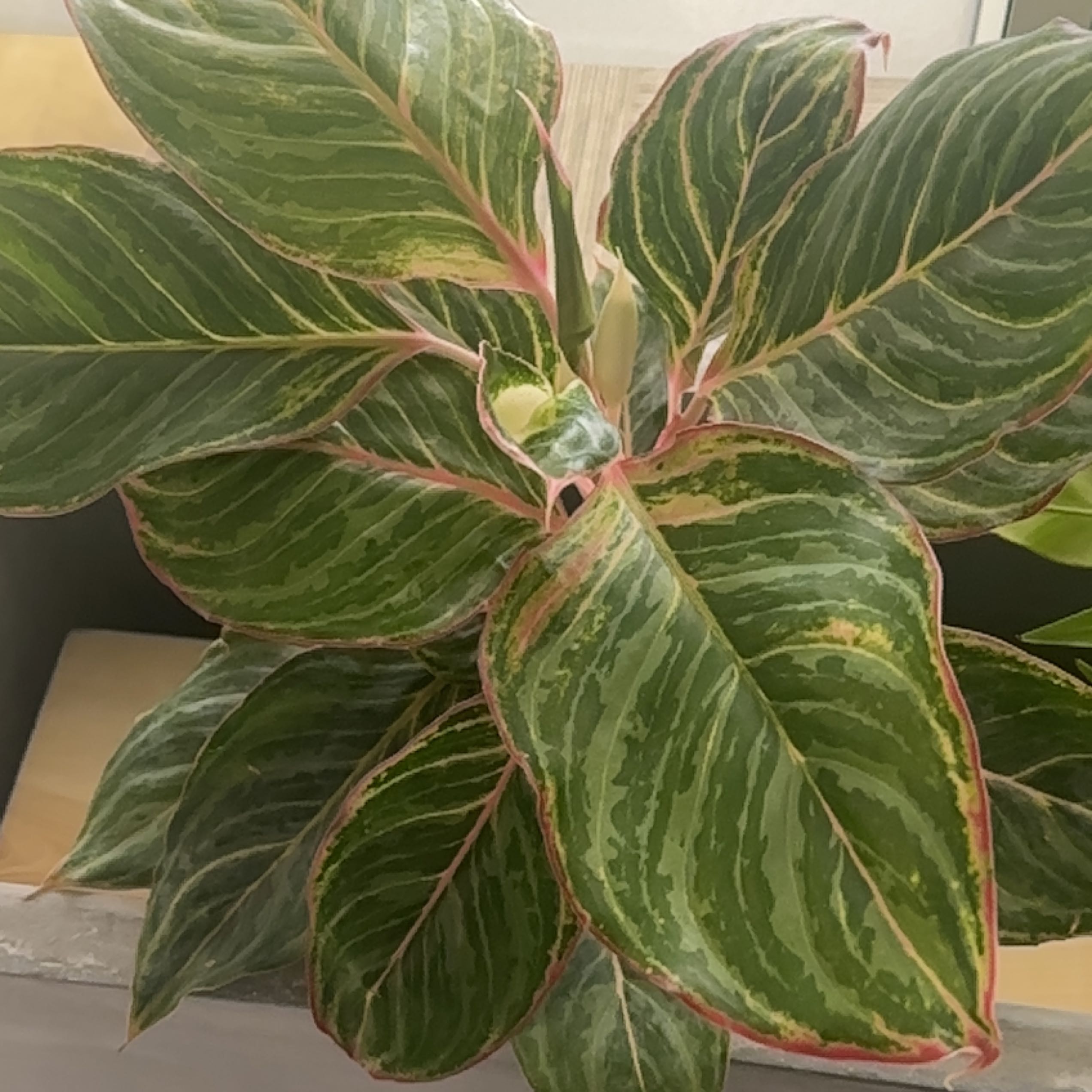Photo of the plant species aglaonema moonstone by @SnappyBeebalm named Achilles on Greg, the plant care app