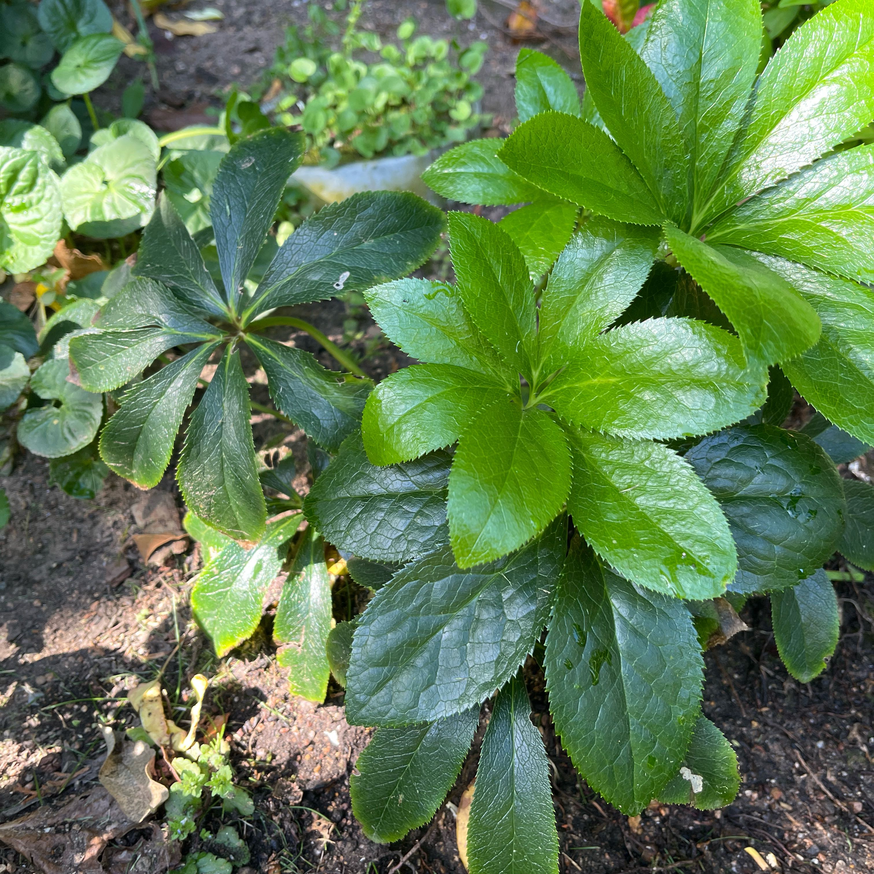 Photo of the plant species Hellebore by @TidySchneckoak named Muhammad Ali on Greg, the plant care app