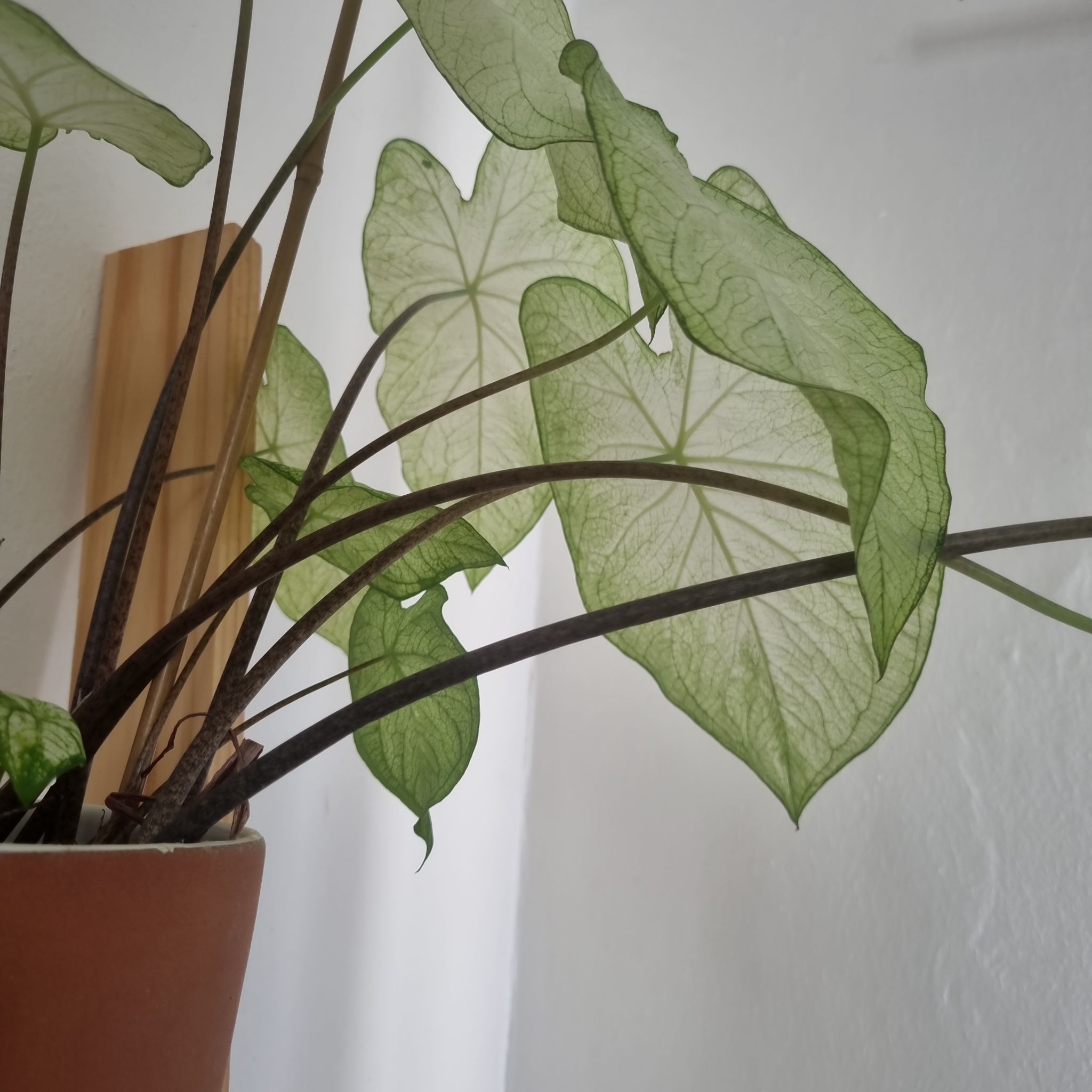 Photo of the plant species Angel Wings 'Candidum Junior' by @chanej named Emily on Greg, the plant care app