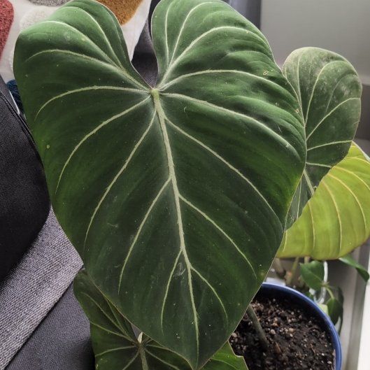 Photo of the plant species Philodendon Gloriosum by @WarmPōhutukawa named Einstein on Greg, the plant care app
