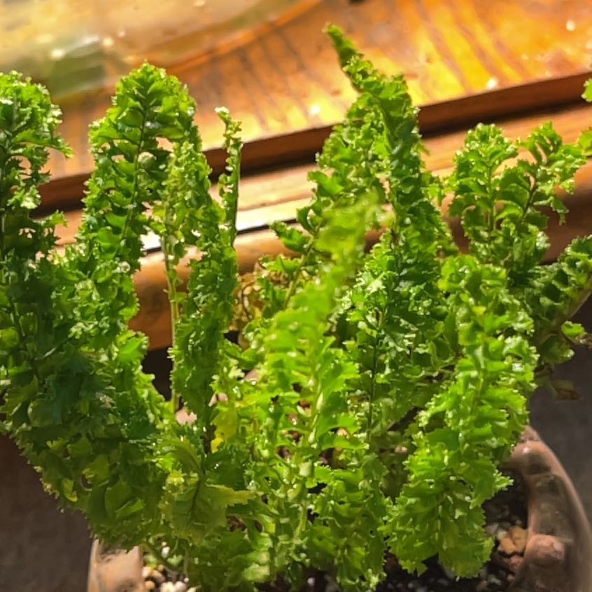 Photo of the plant species Emina Curly Boston Fern by @Calihuck11FSU named Demi on Greg, the plant care app
