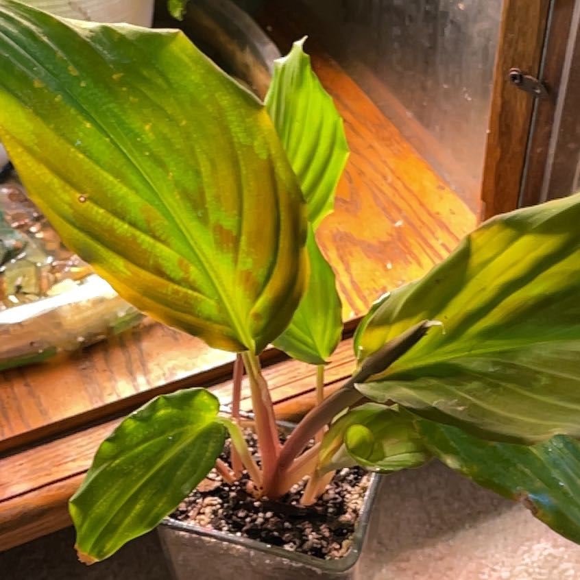 Photo of the plant species Silver Spot Peacock Ginger by @Calihuck11FSU named Mollie on Greg, the plant care app