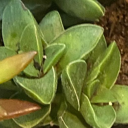 Photo of the plant species Creeping Coprosma by @SharpGrugrupalm named Huckleberry Fern on Greg, the plant care app