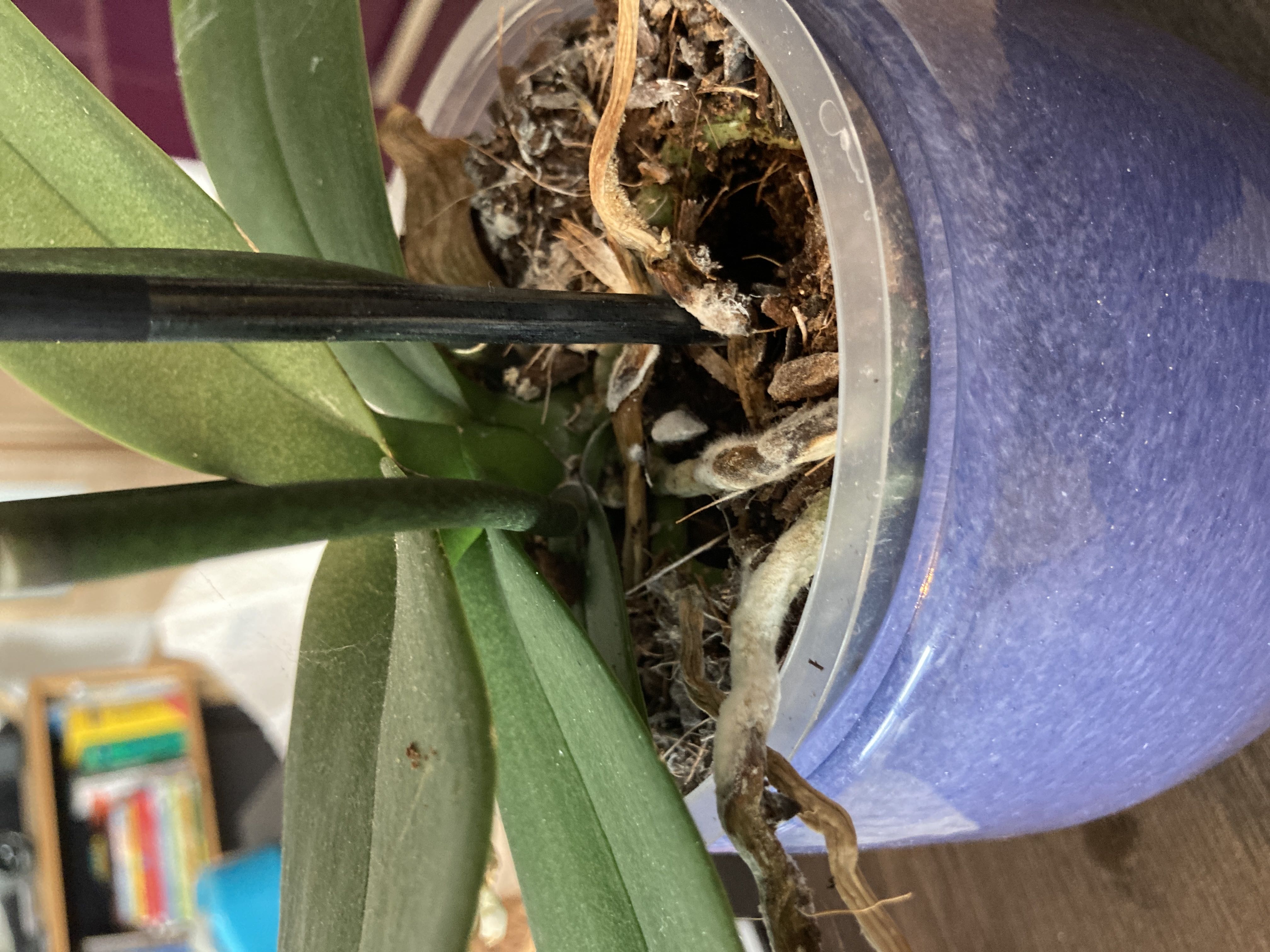Top roots are getting moody but all below are looking gre...