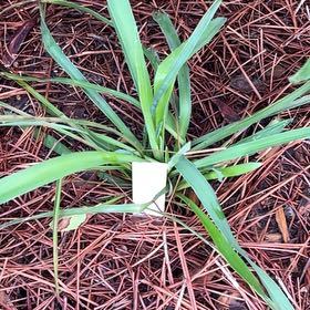 Photo of the plant species Rattlesnake Master by @WillTarbush57 named Terra on Greg, the plant care app