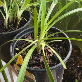 Photo of the plant species Agapanthus 'Lilac Mist' by @WillTarbush57 named Khaleesi on Greg, the plant care app