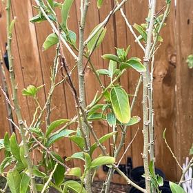 Plant care for parijat plant on Greg, the plant care app