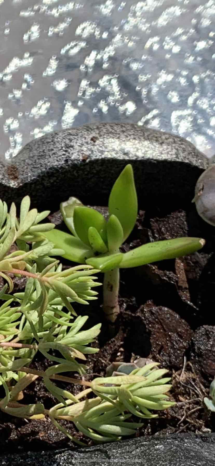 Image of a small succulent plant with green leaves and another plant with yellowing leaves in the foreground.